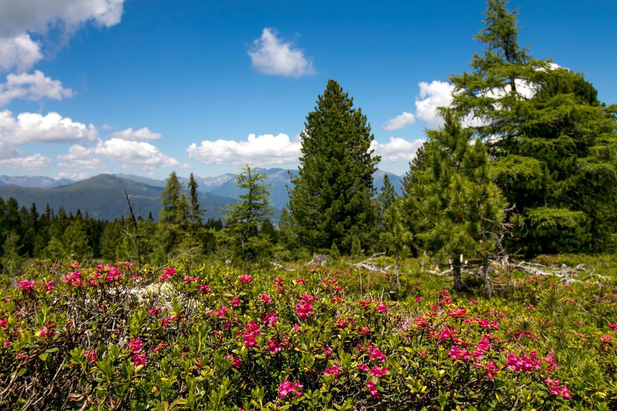Feriendorf Murau By Alps Resorts Dış mekan fotoğraf